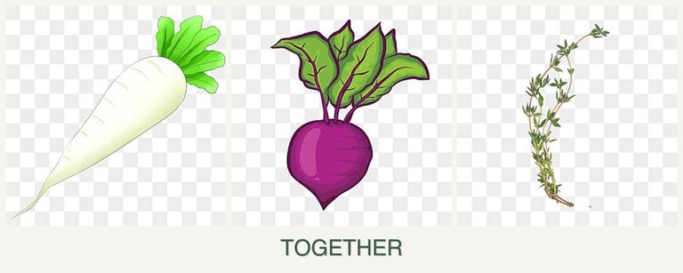 Can you plant radishes, beets and thyme together?
