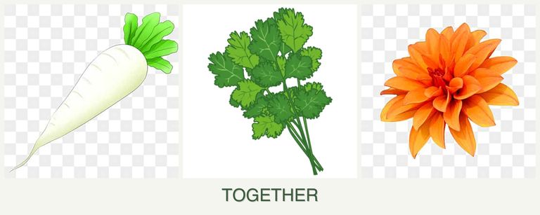 Can you plant radishes, cilantro and dahlias together?