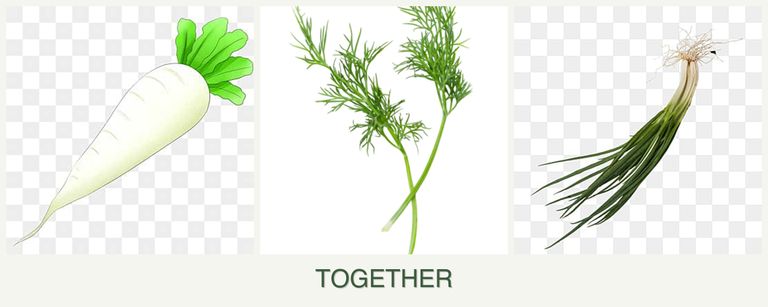 Can you plant radishes, dill and chives together?