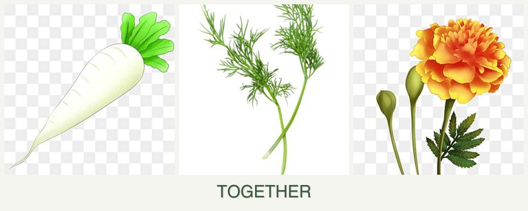 Can you plant radishes, dill and marigolds together?