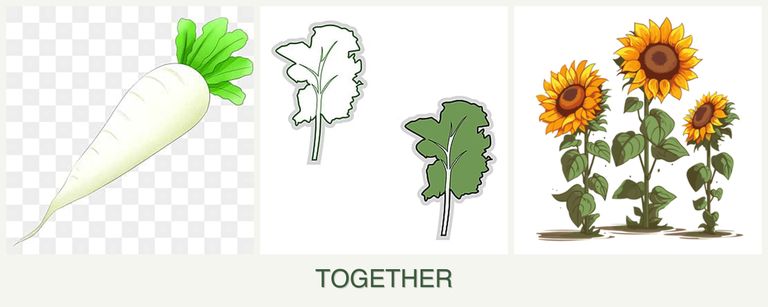 Can you plant radishes, kale and sunflowers together?