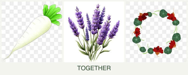 Can you plant radishes, lavender and nasturtiums together?