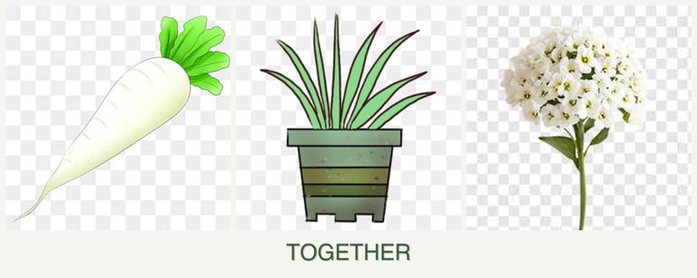 Can you plant radishes, lemongrass and alyssum together?