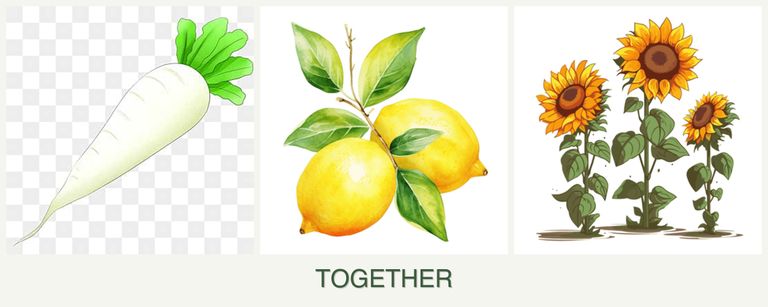 Can you plant radishes, lemons and sunflowers together?