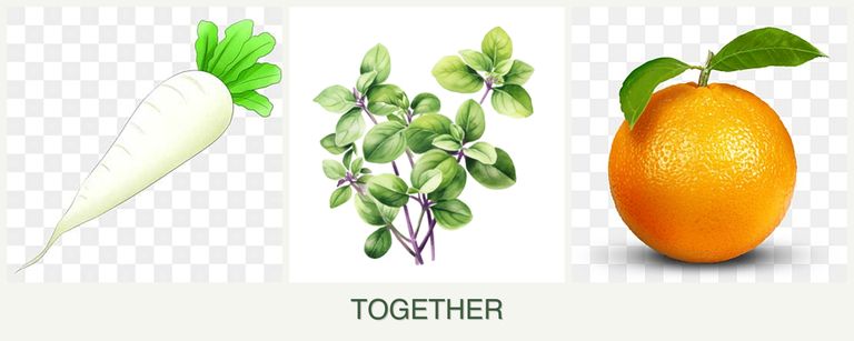 Can you plant radishes, oregano and oranges together?