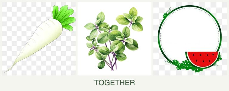 Can you plant radishes, oregano and watermelons together?