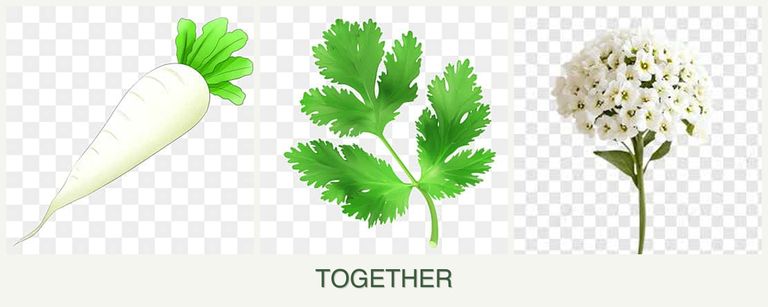 Can you plant radishes, parsley and alyssum together?