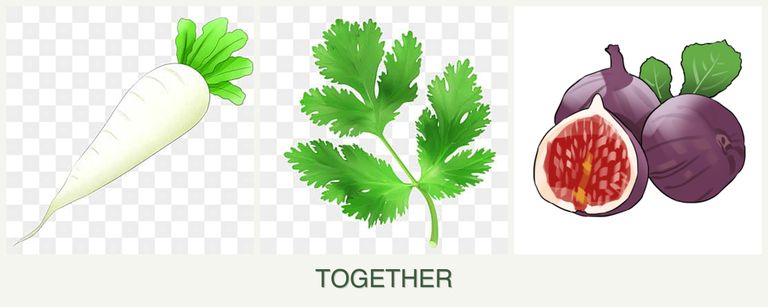 Can you plant radishes, parsley and figs together?