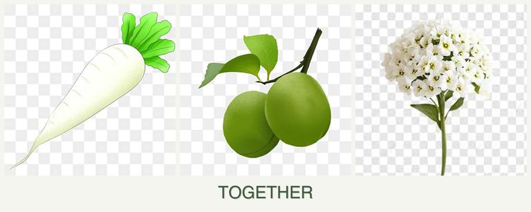 Can you plant radishes, plums and alyssum together?