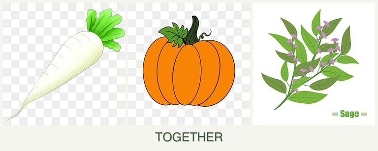 Can you plant radishes, pumpkin and sage together?