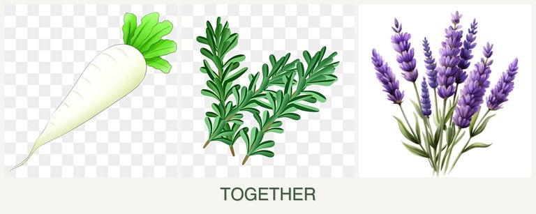 Can you plant radishes, rosemary and lavender together?