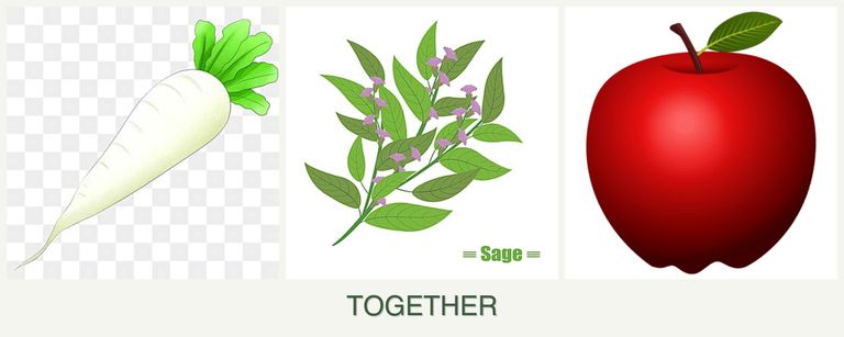Can you plant radishes, sage and apples together?