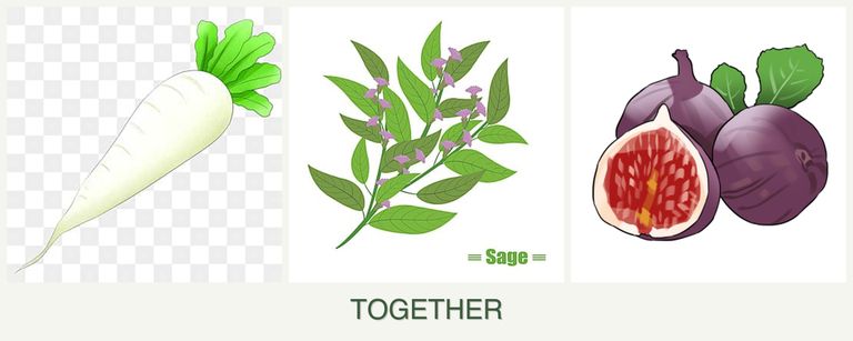 Can you plant radishes, sage and figs together?