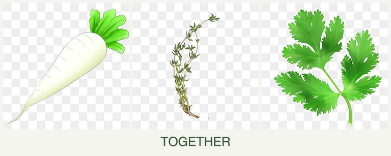 Can you plant radishes, thyme and parsley together?