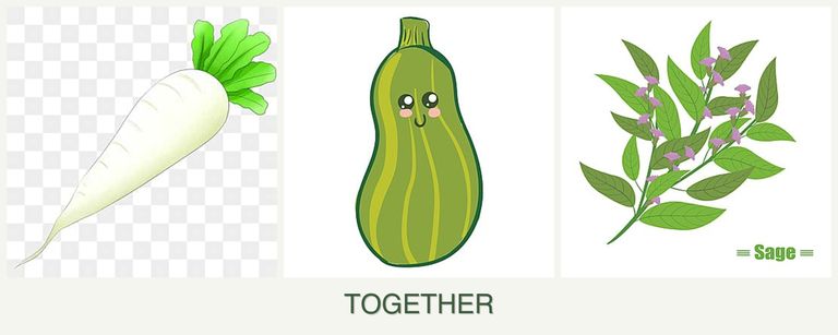 Can you plant radishes, zucchini and sage together?