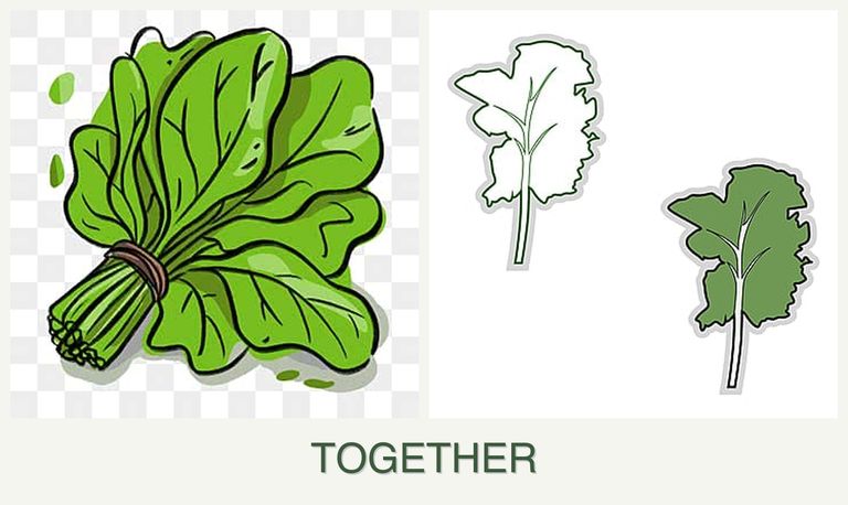 Can you plant spinach and kale together?