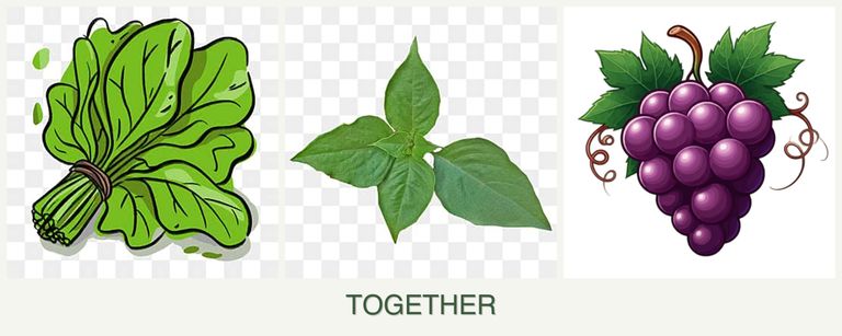 Can you plant spinach, basil and grapes together?