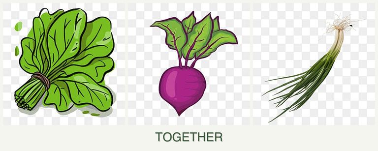 Can you plant spinach, beets and chives together?