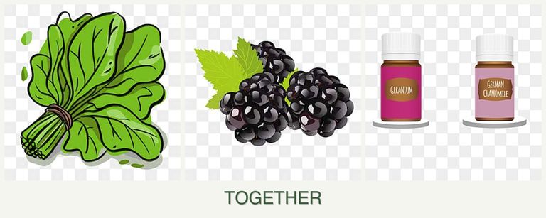 Can you plant spinach, blackberries and geraniums together?