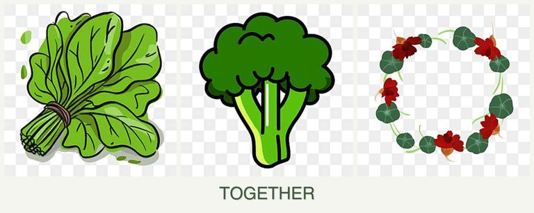 Can you plant spinach, broccoli and nasturtiums together?