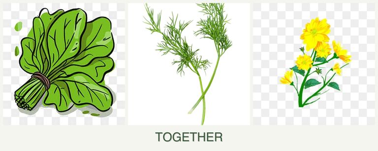 Can you plant spinach, dill and calendula together?