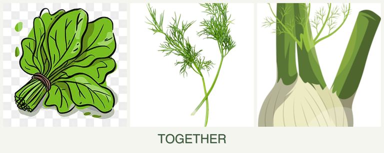 Can you plant spinach, dill and fennel together?