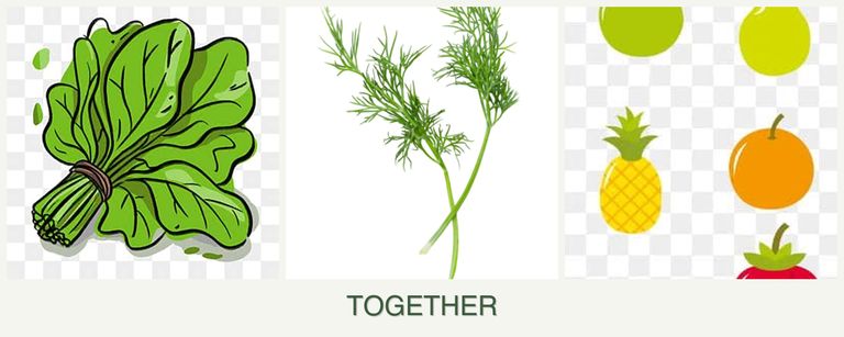 Can you plant spinach, dill and pears together?