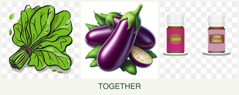 Can you plant spinach, eggplant and geraniums together?