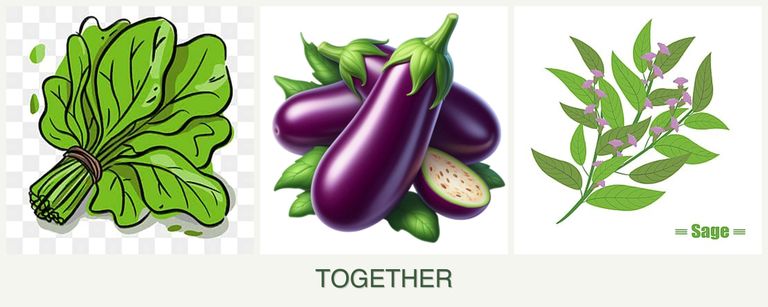 Can you plant spinach, eggplant and sage together?
