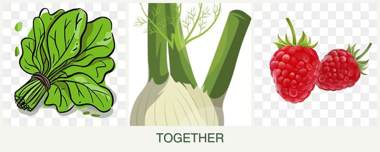 Can you plant spinach, fennel and raspberries together?