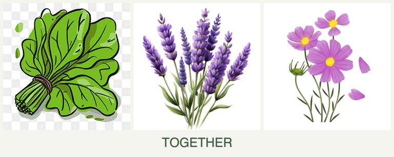 Can you plant spinach, lavender and cosmos together?