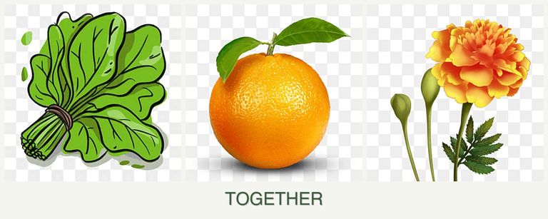 Can you plant spinach, oranges and marigolds together?