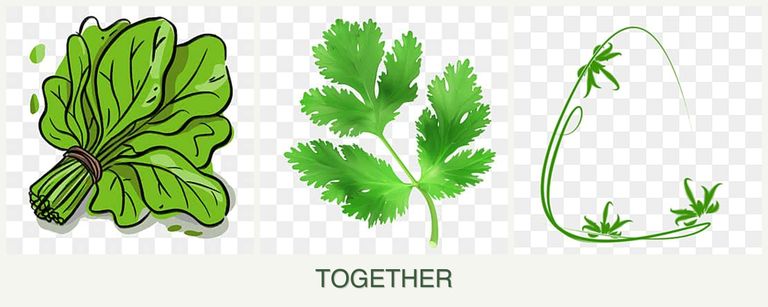 Can you plant spinach, parsley and tarragon together?