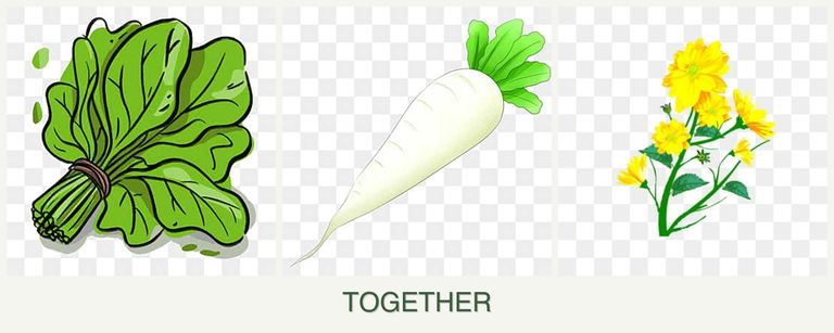 Can you plant spinach, radishes and calendula together?