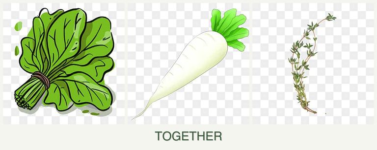 Can you plant spinach, radishes and thyme together?
