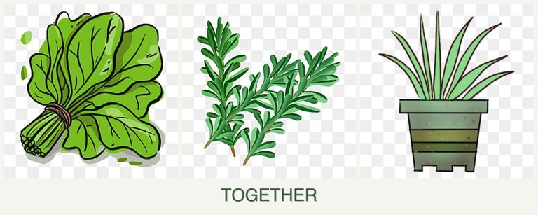 Can you plant spinach, rosemary and lemongrass together?
