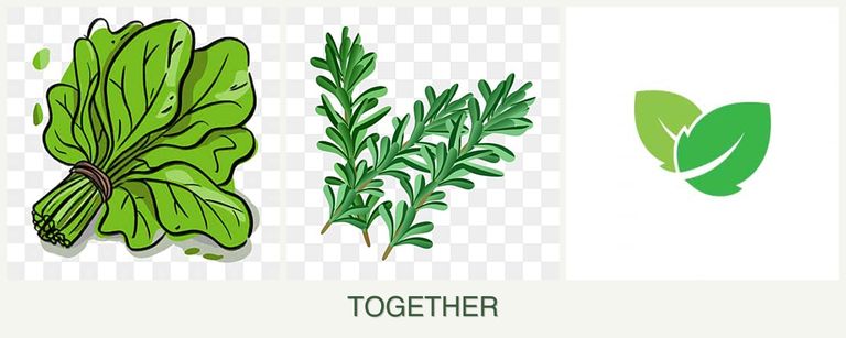 Can you plant spinach, rosemary and mint together?