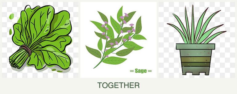 Can you plant spinach, sage and lemongrass together?