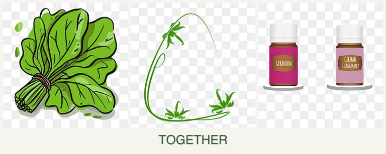 Can you plant spinach, tarragon and geraniums together?