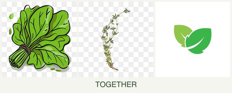 Can you plant spinach, thyme and mint together?