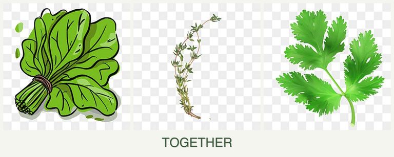 Can you plant spinach, thyme and parsley together?