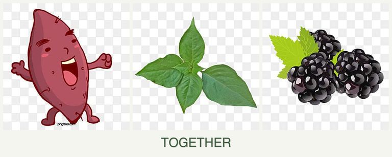 Can you plant sweet potatoes, basil and blackberries together?