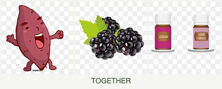 Can you plant sweet potatoes, blackberries and geraniums together?