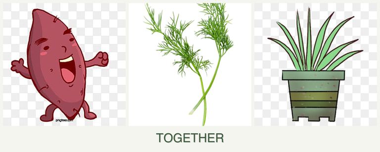 Can you plant sweet potatoes, dill and lemongrass together?