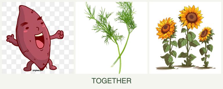 Can you plant sweet potatoes, dill and sunflowers together?