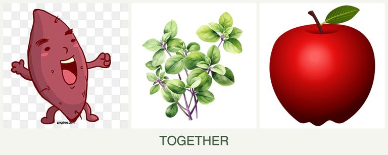Can you plant sweet potatoes, oregano and apples together?