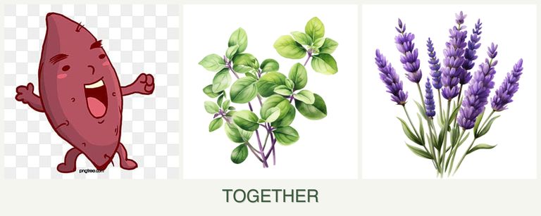 Can you plant sweet potatoes, oregano and lavender together?