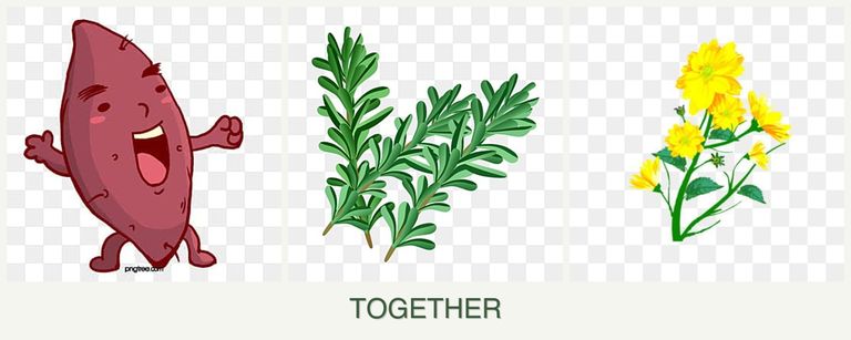Can you plant sweet potatoes, rosemary and calendula together?