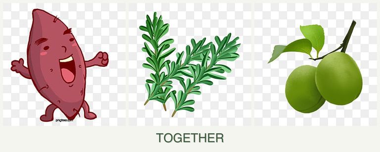 Can you plant sweet potatoes, rosemary and plums together?