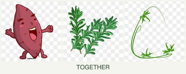 Can you plant sweet potatoes, rosemary and tarragon together?